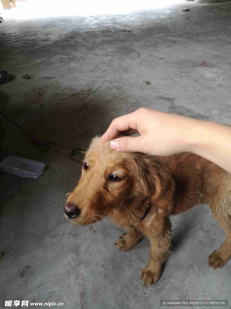 狗