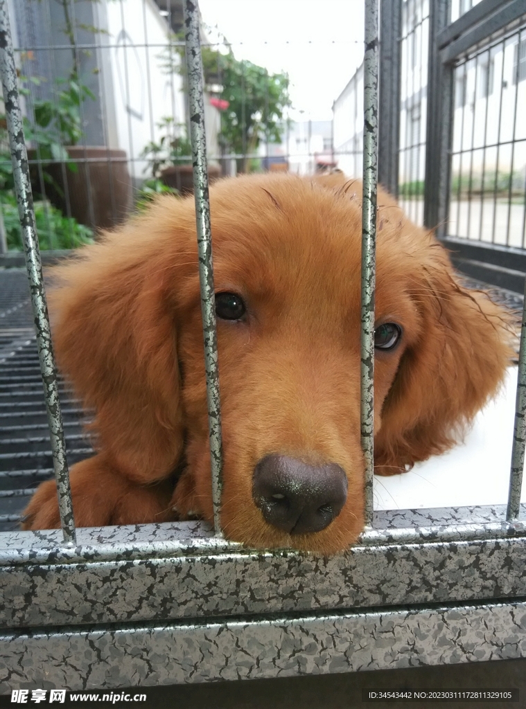 狗