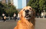 狗