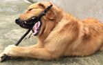 狗