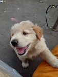 狗