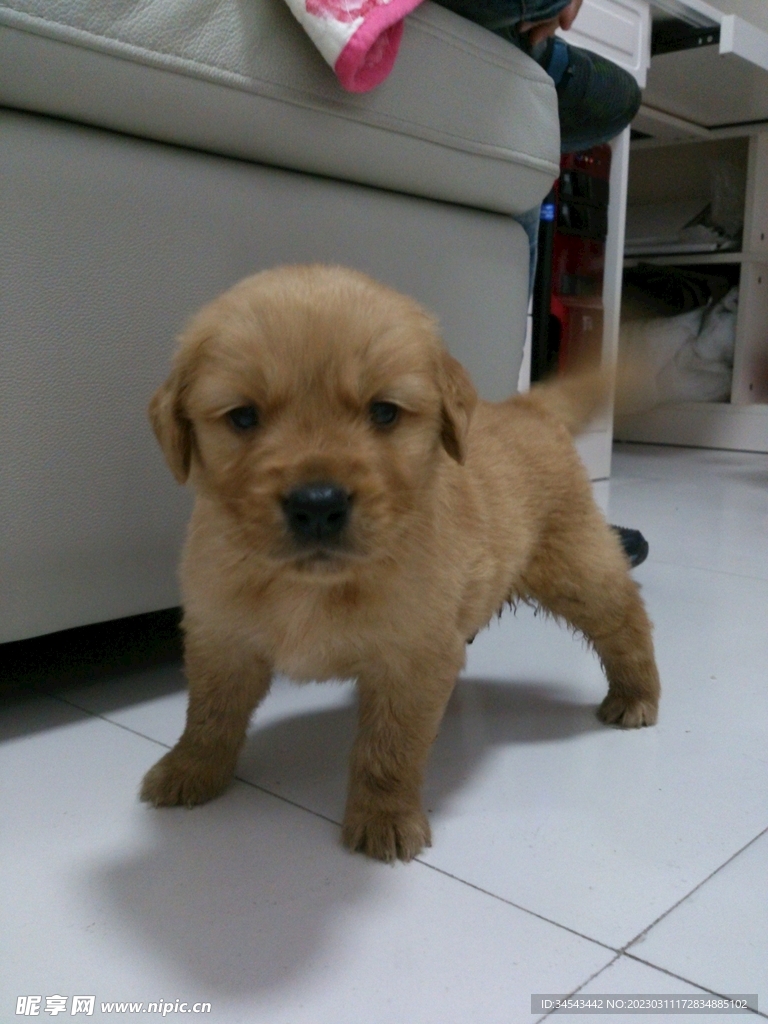 狗