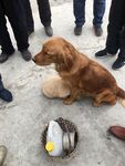 狗
