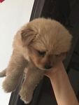 狗