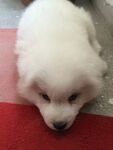 狗