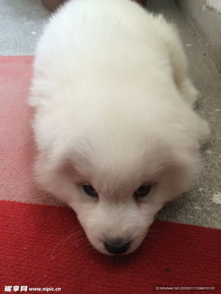 狗