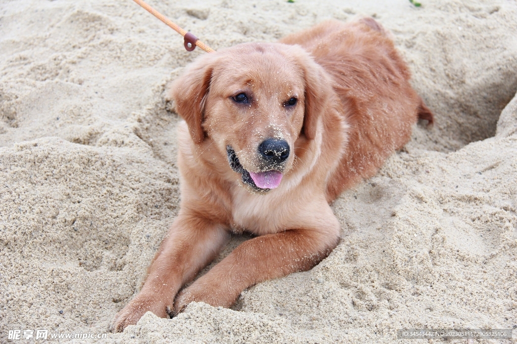 狗