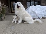 狗
