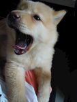 狗