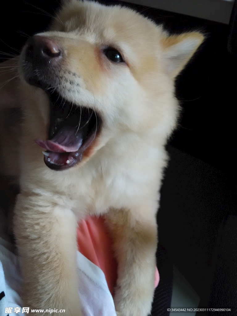 狗