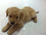狗