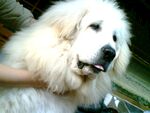 狗