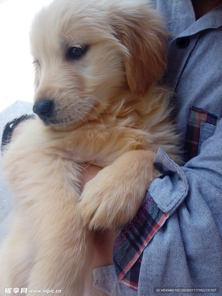 狗