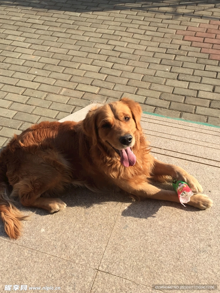 狗