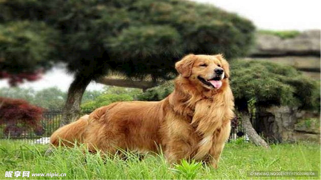 狗