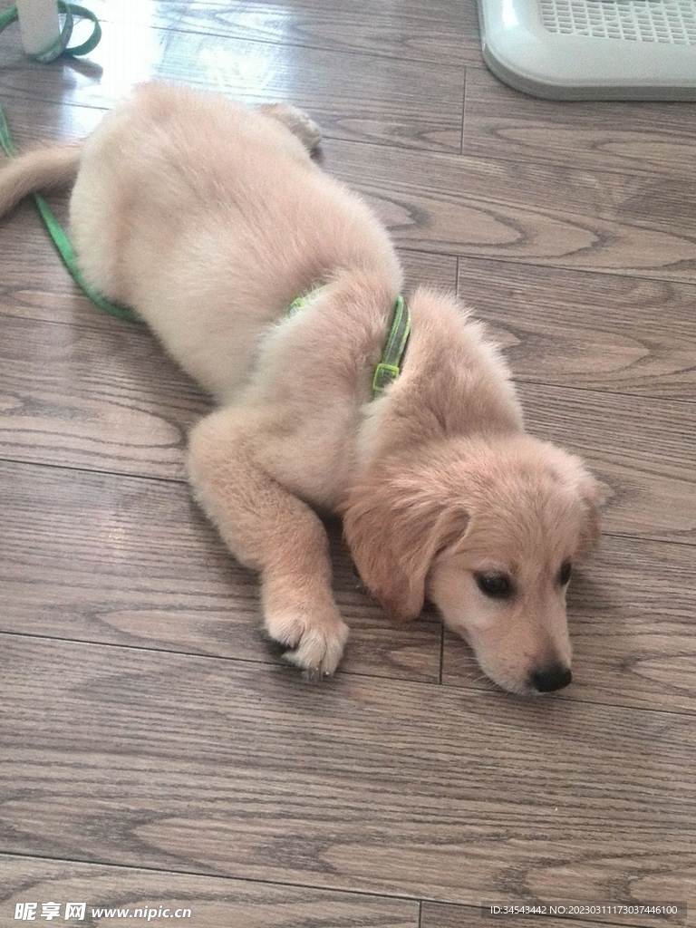 狗