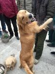 狗