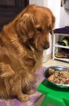 狗