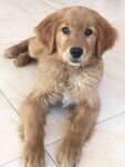 狗