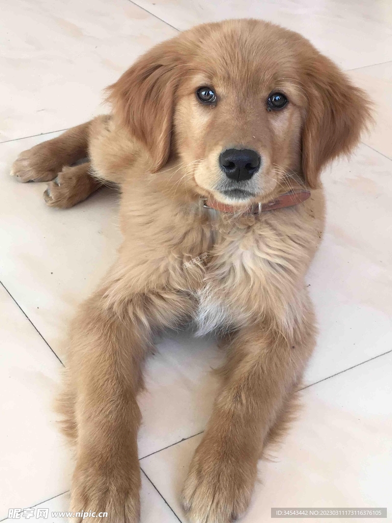 狗