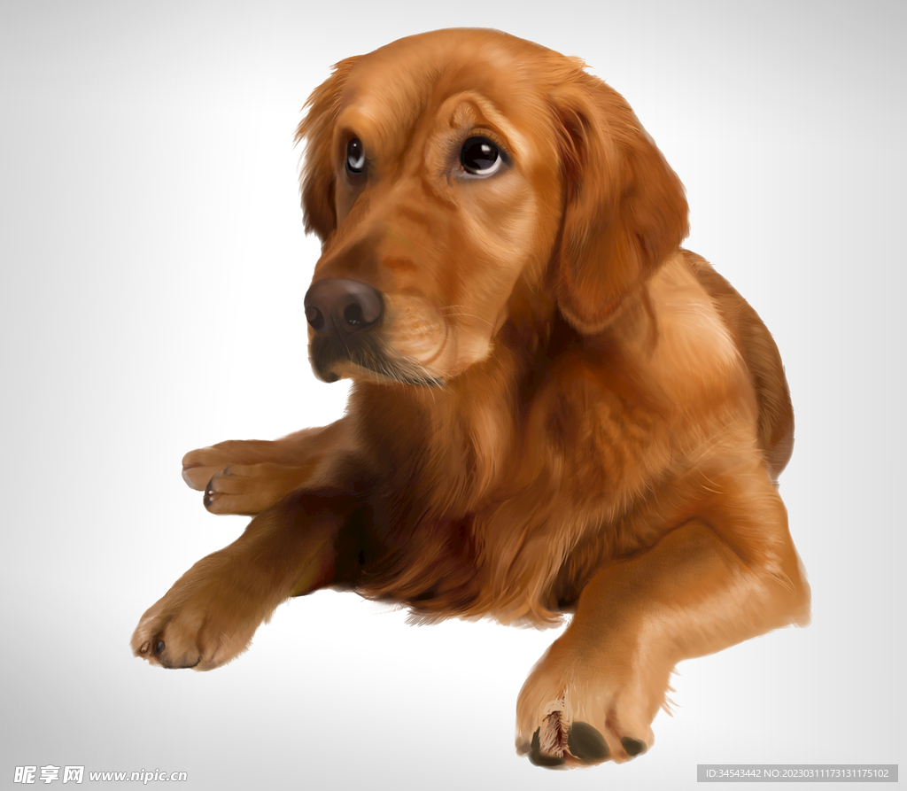 狗
