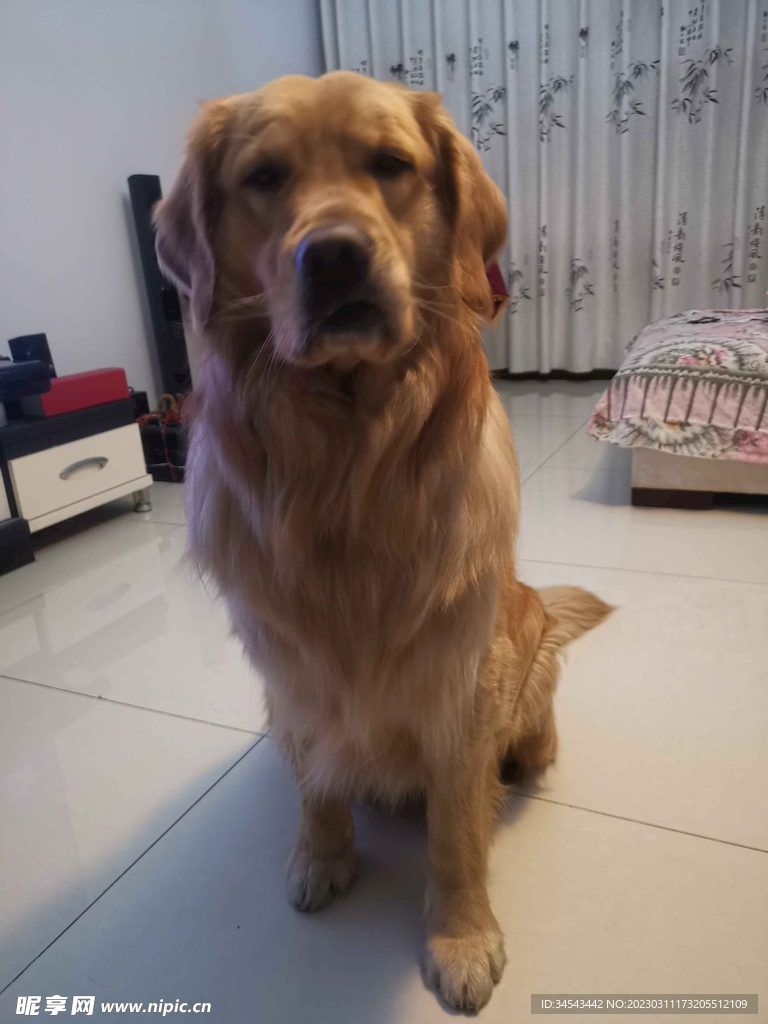 狗