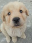 狗
