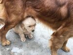 狗