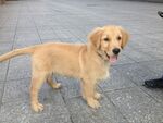 狗