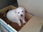 狗