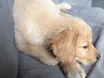 狗