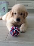 狗