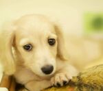 狗