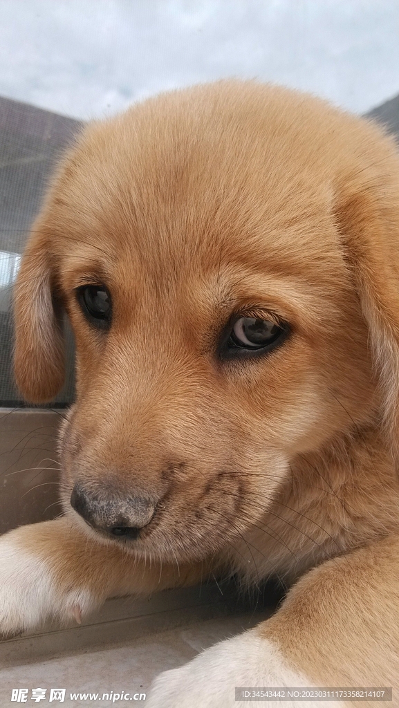 狗