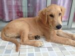 狗
