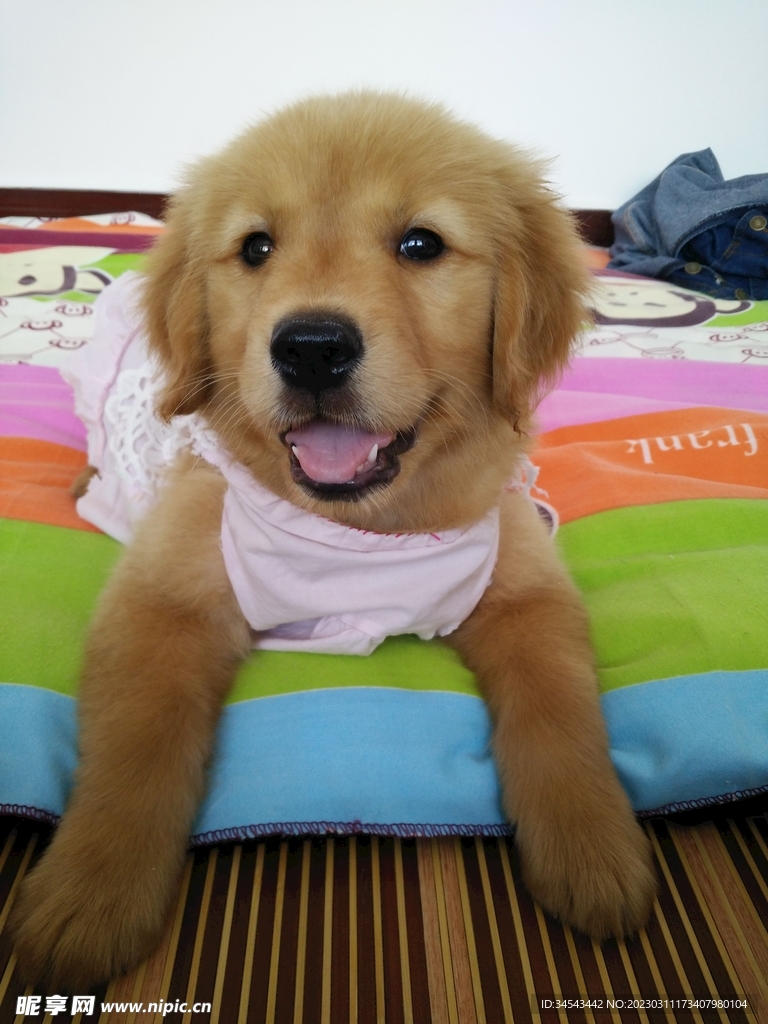 狗