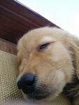 狗
