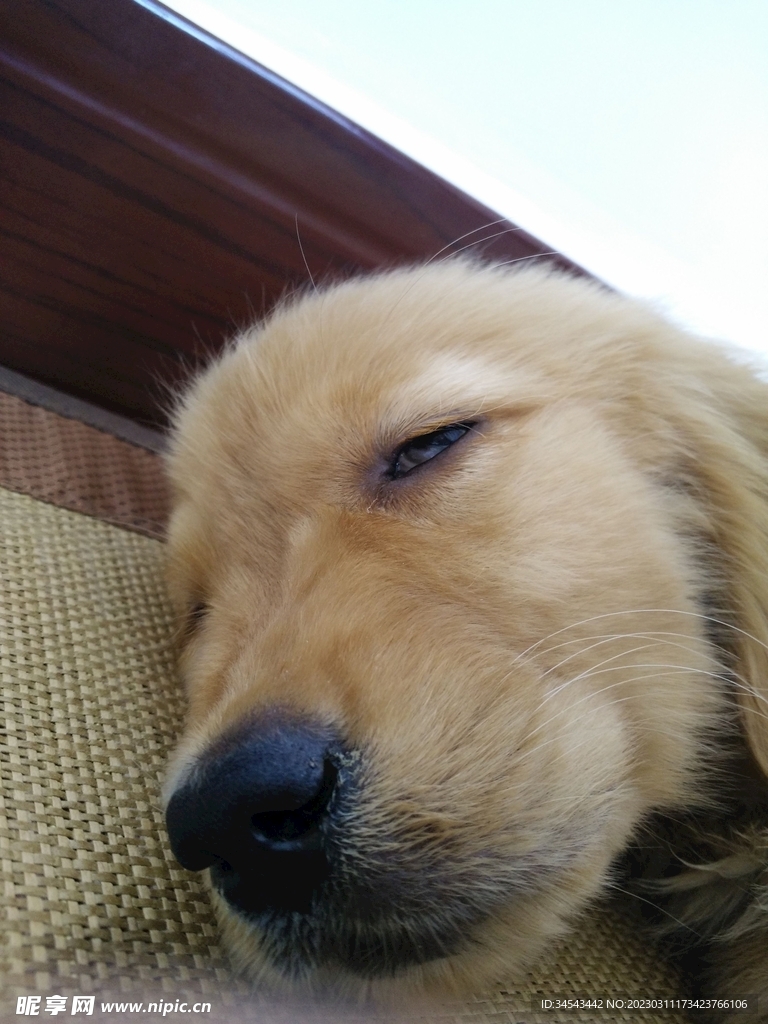 狗