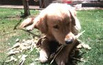 狗