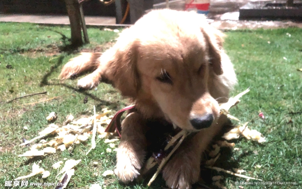 狗