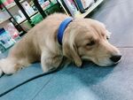 狗