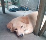 狗