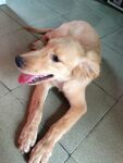 狗