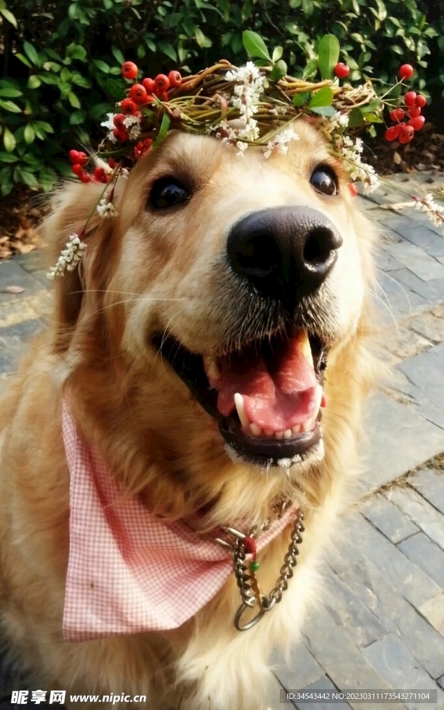 狗