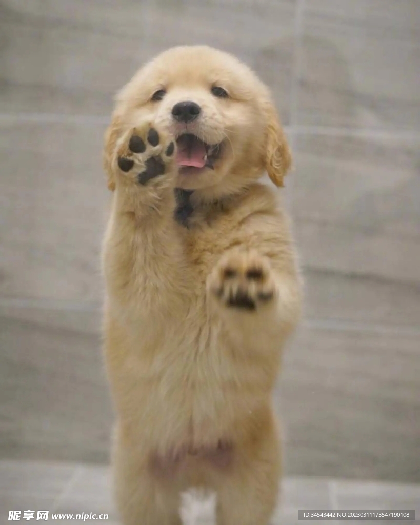 狗