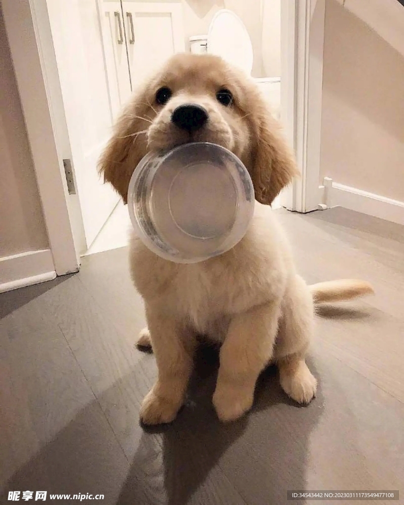 狗