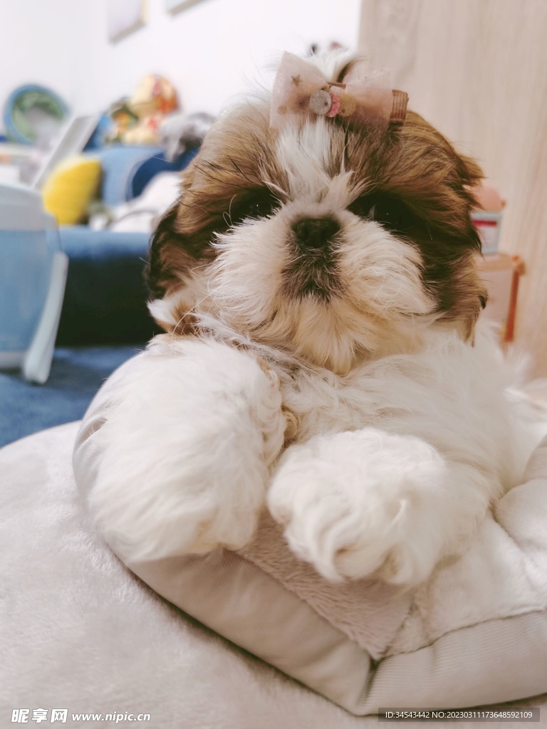 狗