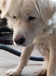 狗