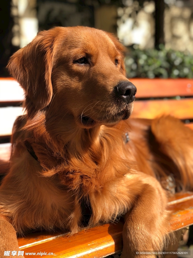 狗