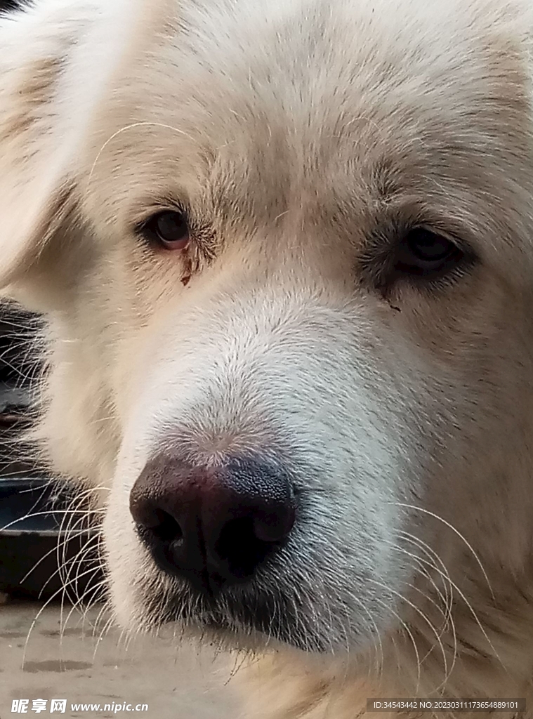 狗